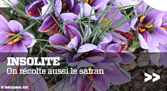 Â©SafraniÃ¨re Jort
